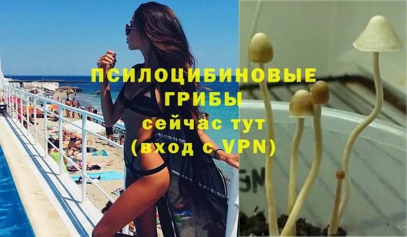 Галлюциногенные грибы Psilocybe  дарнет шоп  omg вход  Малаховка 